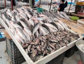 بعد المقاطعة.. انخفاض أسعار الأسماك بأسواق الإسماعيلية 30% "فيديو" 