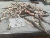 تجار بورسعيد يخفضون أسعار الأسماك بنسب وصلت إلى 50%.. صور