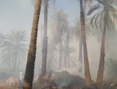 نشوب حريق فى زراعات النخيل بعزبة المصرى شمال أسوان.. صور