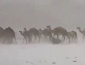 تداول فيديو لإبل تسير وسط الثلوج فى صحراء الطائف بالسعودية