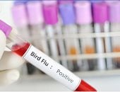 مخاوف من تفشى أنفلونزا الطيور بين البشر بعد انتشاره فى لبن البقر بتكساس الأمريكية