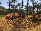 صادرات البطاطس المصرية تتجاوز 245 مليون دولار فى الربع الأول من 2024