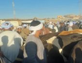 فحص وتحصين الأبقار والعجول في سوق إسنا الأسبوعى للماشية.. صور