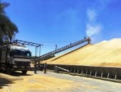 ارتفاع إجمالي حصيلة توريد القمح إلى 286 ألف طن بمحافظة الدقهلية 