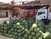 فاكهة الصيف.. رواج داخل شوادر البطيخ بقنا.. والأسعار تبدأ من 5 جنيهات.. صور