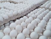 انخفاض سعر كرتونة البيض 15 جنيها لتسجل 125 جنيها بالمزرعة