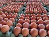 وزارة الزراعة تطرح بيض المائدة بـ120 جنيهًا للكرتونة في 7 محافظات