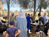 تقديم خدمات بيطرية لـ4 آلاف رأس ماشية فى قوافل لدى صغار المربين بكفر الشيخ