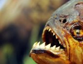 الرعب يسيطر على سكان البرازيل بسبب انتشار أسماك البيرانا المفترسة فى الشوارع