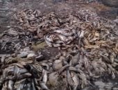 إعدام 6 أطنان أسماك غير صالحة للاستهلاك الآدمى بفوة فى كفر الشيخ