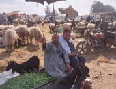 تجار الماشية بالشرقية: فرصة شراء الأضاحى سانحة مع انخفاض الأسعار.. صور