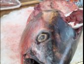وزنها 70 كيلو.. أكبر سمكة تونة بمصر موجودة في سوق أسماك بورسعيد.. فيديو