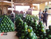 بورصة البطيخ.. سوق بنها معرض بيع محصول الوجه البحرى