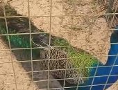 شاهد الغزلان والقرود فى حديقة الحيوان بدسوق فى كفر الشيخ