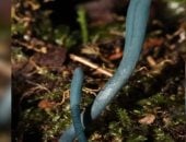 باحثون فى البرازيل يكتشفون نوعا من الفطر الأزرق الفريد حول العالم