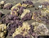 بسبب الأمواج الشديدة.. نباتات ومخلوقات بحرية على ساحل بورسعيد.. فيديو وصور
