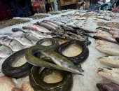حنشان وغطيان.. اعرف أشهر الأسماك فى سوق بورسعيد.. فيديو وصور