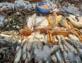 انخفاض أسعار الأسماك بسوق شبين الكوم بالمنوفية والبلطى بـ75 جنيها.. فيديو