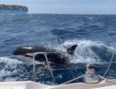 بيلعبوا.. دراسة تكشف: اصطدام الحيتان القاتلة بالقوارب من أجل المتعة