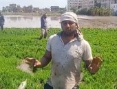 طريقة زراعة الأرز.. مباشر من غيطان كفر الشيخ.. فيديو وصور