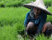 زراعة الأرز فى فى إندونيسيا تتحدى التغيرات المناخية