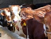استقبال 1009 رؤوس ماشية وذبحها بالمجان بمجازر القليوبية خلال عيد الأضحى