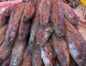 شاهد أحلى وأجمل أكلات السمك فى سوق بورسعيد.. فيديو وصور