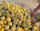 فاكهة بطعم السكر.. شاهد إنتاج مزارع الشهد في شمال سيناء
