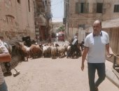 حملات لإزالة شوادر الأضاحى المخالفة بأحياء الإسكندرية والغرامة تصل 25 ألف جنيه