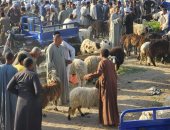 إقبال كبير على سوق الخراف والماعز بالأقصر لشراء أضحية العيد.. فيديو