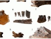 العثور على أقدم قطعان الماشية يعود تاريخها لـ 4240 قبل الميلاد في هولندا
