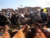 كيف تختار أضحيتك وتضمن سلامة لحومها؟