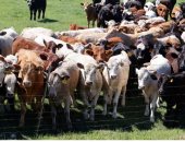 الدنمارك تستهدف الماشية والخنازير بأول ضريبة على الانبعاثات فى العالم