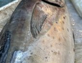 "يا حلاوتها في الشيش".. سمكة التونة العنيدة تُزين سوق بورسعيد.. فيديو