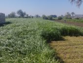 شاهد زراعة البرسيم الحجازى خلال فصل الصيف فى أراضى المنيا