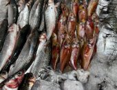 انخفاض أسعار الأسماك فى الإسكندرية.. البلطى بـ75 جنيها للكيلو والبورى بـ120