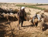 بيطرى شمال سيناء: تواصل الجهود لضمان سلامة الأضاحى قبل عيد الأضحى