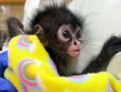 القرود الصغيرة تقاتل من أجل الحياة في حديقة حيوان تكساس ..اعرف القصة