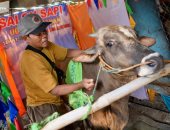صالون لتدليك الأبقار فى إندونيسيا قبل تقديمها كأضحية فى العيد.. صور 