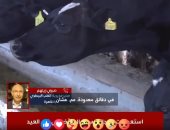 تفاصيل استعدادات المجازر لاستقبال الأضاحى خلال أيام عيد الأضحى..فيديو