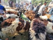 إقبال الأهالى على شراء أضحية العيد فى آخر أسواق الماشية بالأقصر.. صور