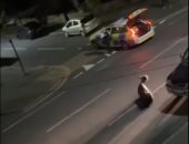 الشرطة البريطانية تدهس بقرة شاردة مرتين والحادث يفجر غضبا فى لندن.. فيديو