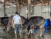 ذبح 9 رؤوس ماشية في ثالث أيام العيد وتوزيعها على الأكثر احتياجا بالإسماعيلية 