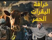 ما علاقتها بهدم المسجد الأقصى؟.. قصة "خرافة البقرات الحمر".. فيديو