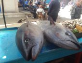 وزنها يصل نصف طن والكيلو بـ 300 جنيه.. أسرار عن سمكة التونة العنيدة بأسواق دمياط