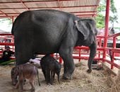أنثى فيل بتايلاند تنجب توأمين في واقعة نادرة.. صور