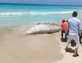 10 معلومات عن الحوت النافق على سواحل البحر المتوسط خلال أيام عيد الأضحى