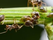 5 حيل للتخلص من النمل خلال فصل الصيف.. اعرفيها