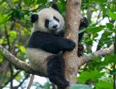 قرار بحظر دخول 12 سائحا لمركز الباندا فى الصين مدى الحياة.. اعرف السبب