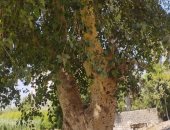 عمرها يتجاوز 100 عام.. شاهد أقدم شجرة جميز فى المنيا.. صور